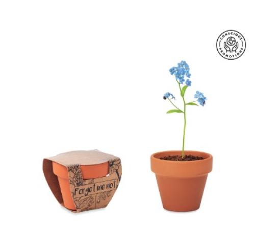 Teracotta Pot - Forget Me Not