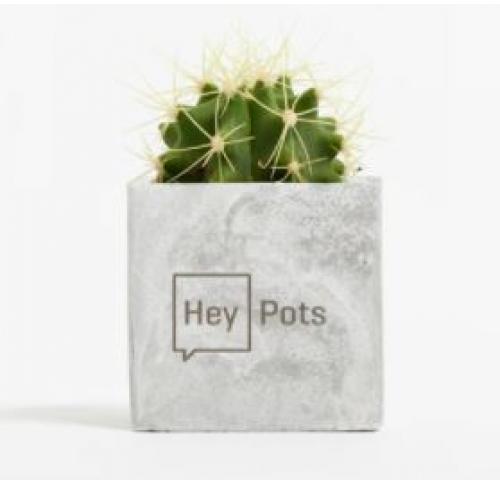 Mini Live Cactus In Branded Concrete Plant Pot