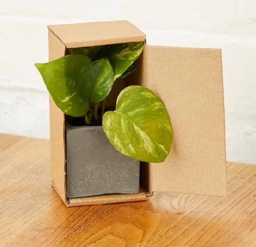 Branded Mini Concrete Branded Plant Pots With Devils Ivy