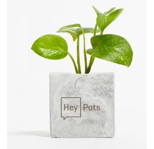 Branded Mini Concrete Branded Plant Pots With Devils Ivy