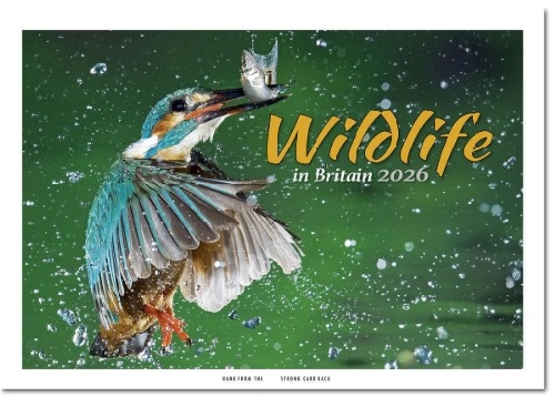 Printed Wildlife In Britain Wall Calendars 2026